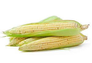 Elote blanco