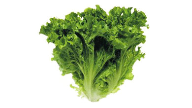 Lechuga francesa