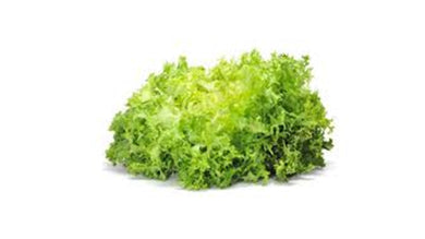 Lechuga italiana