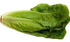 Lechuga orejona