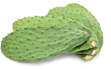Nopal