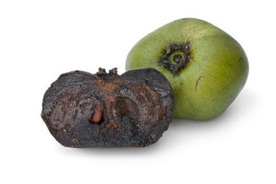 Zapote negro